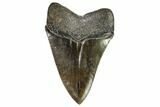 Serrated, Fossil Megalodon Tooth - Georgia #107239-2